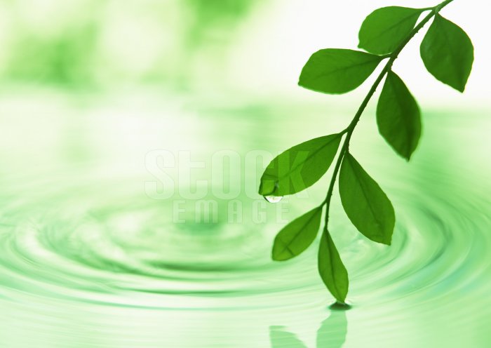 Leaf #4