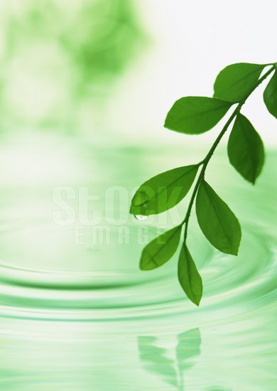 Leaf #05