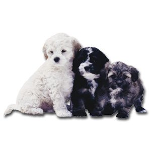 HOMEMADE DOG TREAT RECIPES EBOOK, ALL NATURAL TREATS