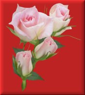 Pink Roses on Red eCrator Store Logo Set Web Set OOAK #E23