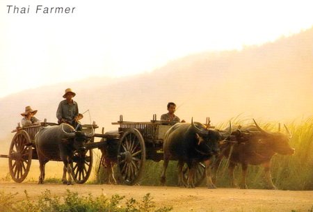 Thai Farmer Folkways Postcard