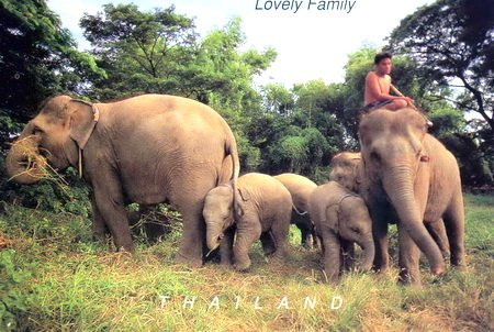 Elephant's Family Postcard