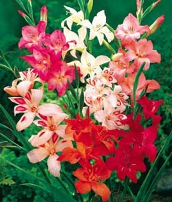 Winter Hardy Gladiolus