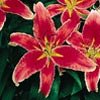Oriental Lily***Strawberry Shortcake (5) Bulbs