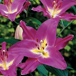 Oriental Lily***Purple Sensation (5) Bulbs