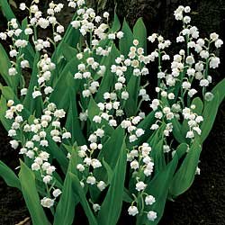 Lily Of the Valley***(25) Bulbs