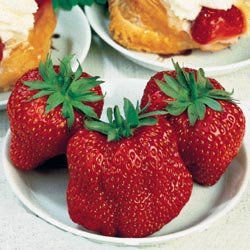25--Quinalt Everbearing Strawberry Plants