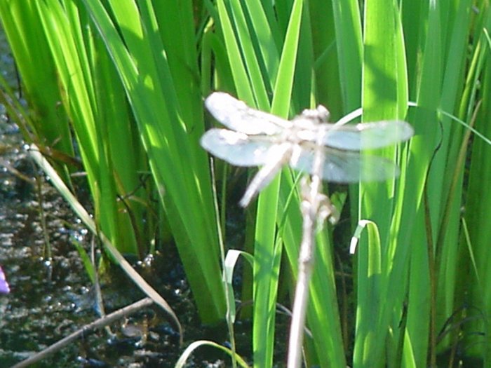 Dragonfly Wings