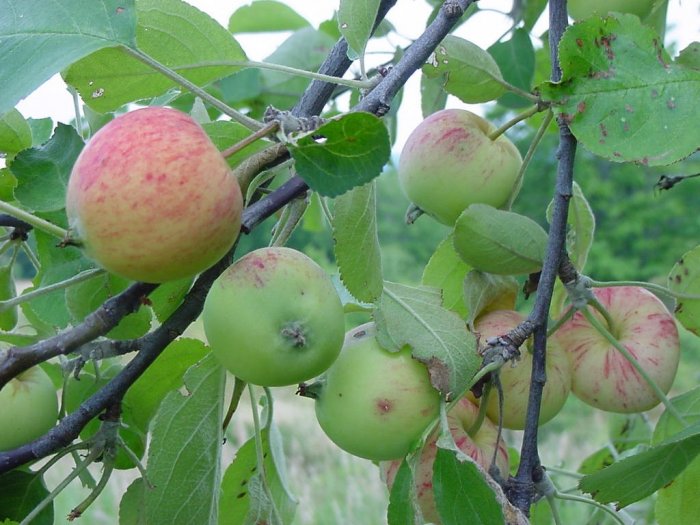 Apple Of My Eye