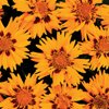 COREOPSIS***RISING SUN****125 SEED!