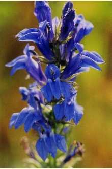 LOBELIA**FAN BLUE (lobelia speciosa)****50 SEED!
