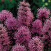 LIATRIS***FLORISTAN VIOLET*****250 SEED!