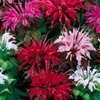 MONARDA***MIX*****125 SEED!