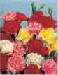 CARNATION**MIX**GRENADIN SERIES***500 seed
