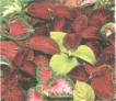 COLEUS** Brilliant Mix*****250 SEED!