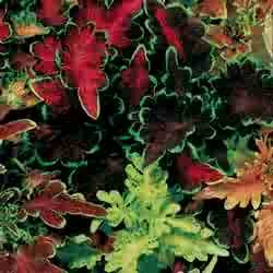COLEUS**Carefree Mix****250 SEED!