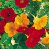 NASTURTIUM-ALASKA **EDIBLE FLOWERS***125 SEED!