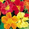 NASTURTIUM**WHIRLYBIRD**EDIBLE FLOWERS****125 SEED!