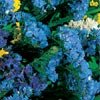 STATICE SOIREE**DEEP BLUE**GREAT DRIED FLORAL***250 SEED!