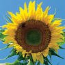 SUNFLOWER MAMMOTH**ORGANIC HEIRLOOM *100 SEEDS