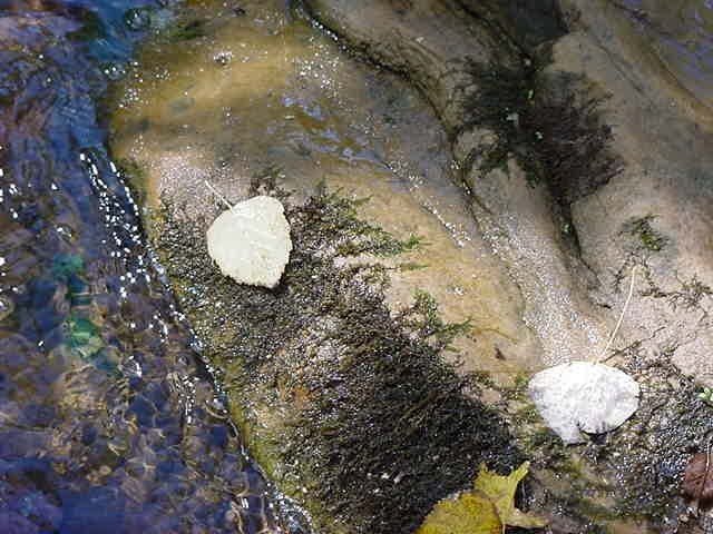 LEAF ME LYING CALMY HERE**8"X10"