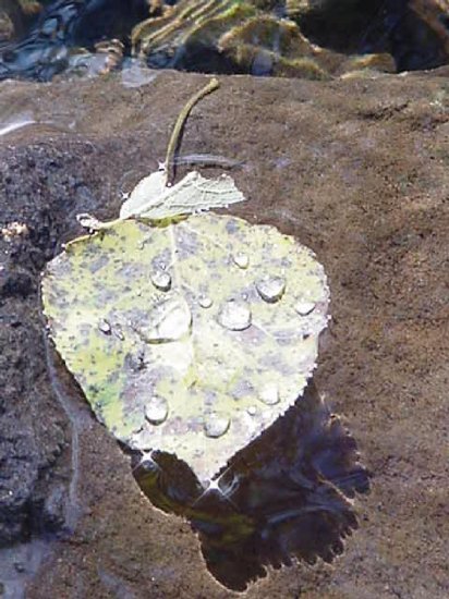 FLOATING LEAF ANGEL TEAR CATCHER**8"X10"