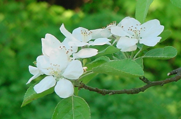 FRESH APPLE BLOSSUMS**8"X10"