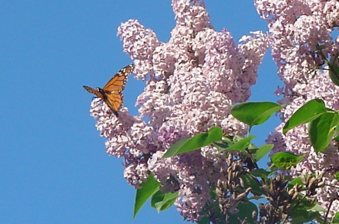 MONARCH AND LILACS**8"X10"