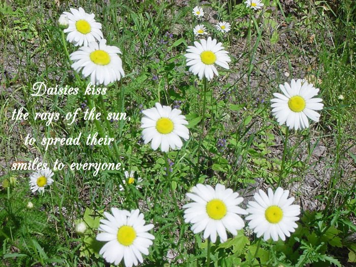 DIASIES**INSPIRATIONAL**8"X10" **Framed Art