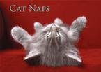 CAT NAPS 2007 NOTE CARDS
