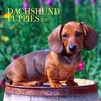 DACHSHUND PUPPIES 2007 WALL CALENDAR