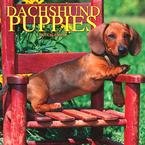 DACHSHUND PUPPIES 2007 WALL CALENDAR