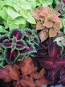 COLEUS WIZARD MIX*****250 SEED!