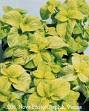 COLEUS WIZARD-GOLDEN****250 SEED!