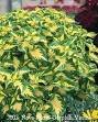 COLEUS WIZARD-JADE*****250 SEED!