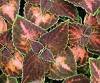 COLEUS WIZARD-PASTEL*****250 SEED!