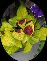 COLEUS WIZARD-PINEAPPLE*****250 SEED!