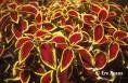 COLEUS WIZARD-SCARLET*****250 SEED!