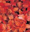 COLEUS WIZARD-SUNSET*****250 SEED!