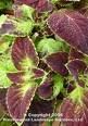 COLEUS WIZARD-VELVET*****250 SEED!