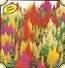 CELOSIA CENTURY MIX****1,200 SEED!