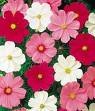 COSMOS SANATA MIX*****250 SEED!
