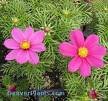 COSMOS SANATA-CARMINE*****250 SEED!