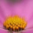 COSMOS SANATA-PINK*****250 SEED!