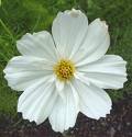 COSMOS SANATA-WHITE*****250 SEED!