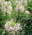 CLEOME SPARKLER-BLUSH-SPIDER PLANT*****50 SEED!