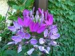CLEOME SPARKLER-LAVENDER-SPIDER PLANT*****50 SEED!