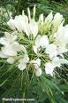 CLEOME SPARKLER-WHITE-SPIDER PLANT*****50 SEED!