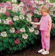 CLEOME SPARKLER-MIX-SPIDER PLANT*****50 seed!