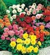 DAHLIA-FIGARO-MIX*****125 SEED!